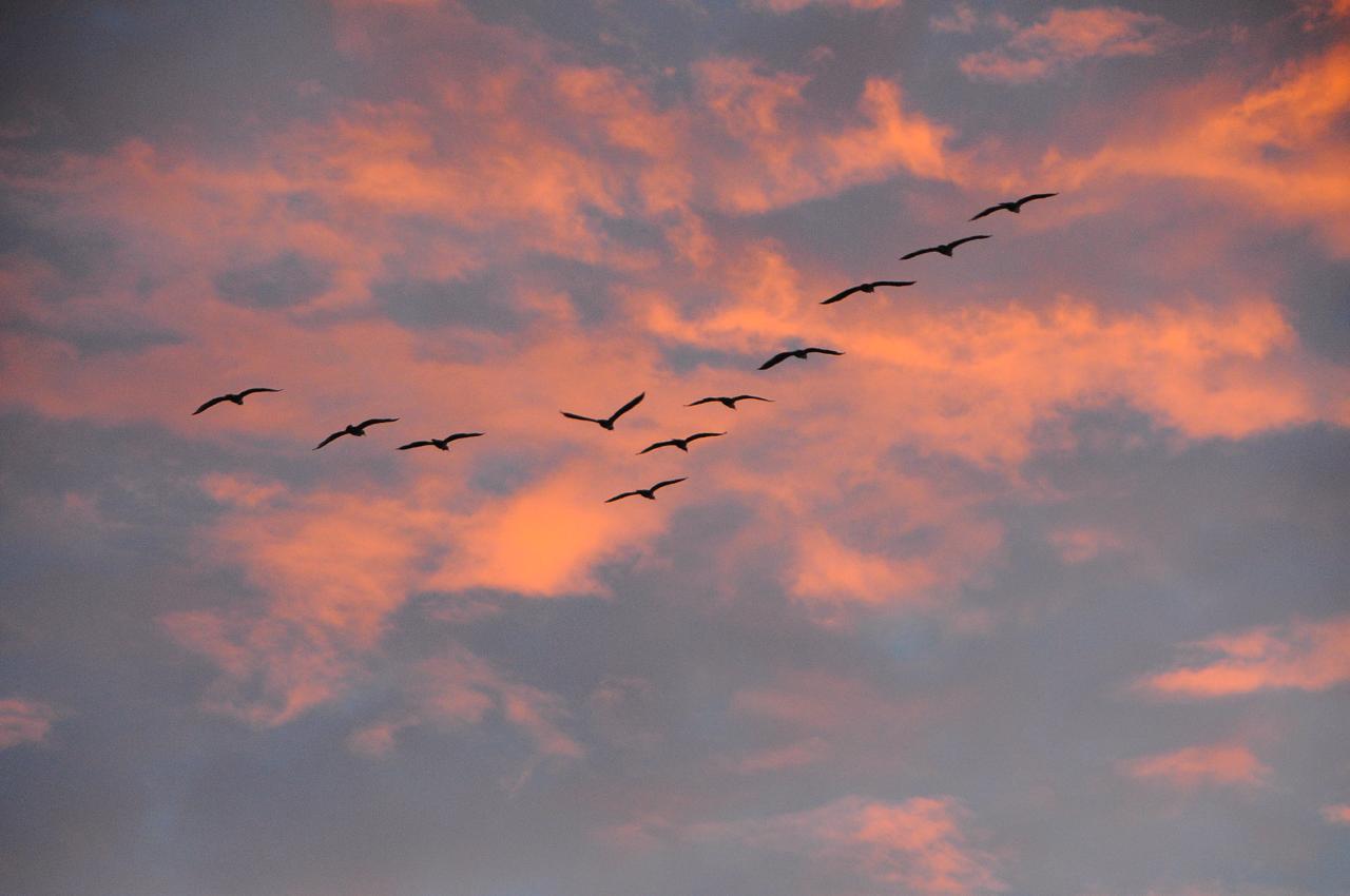Atardecer con pájaros — paisaje por PuntaPress